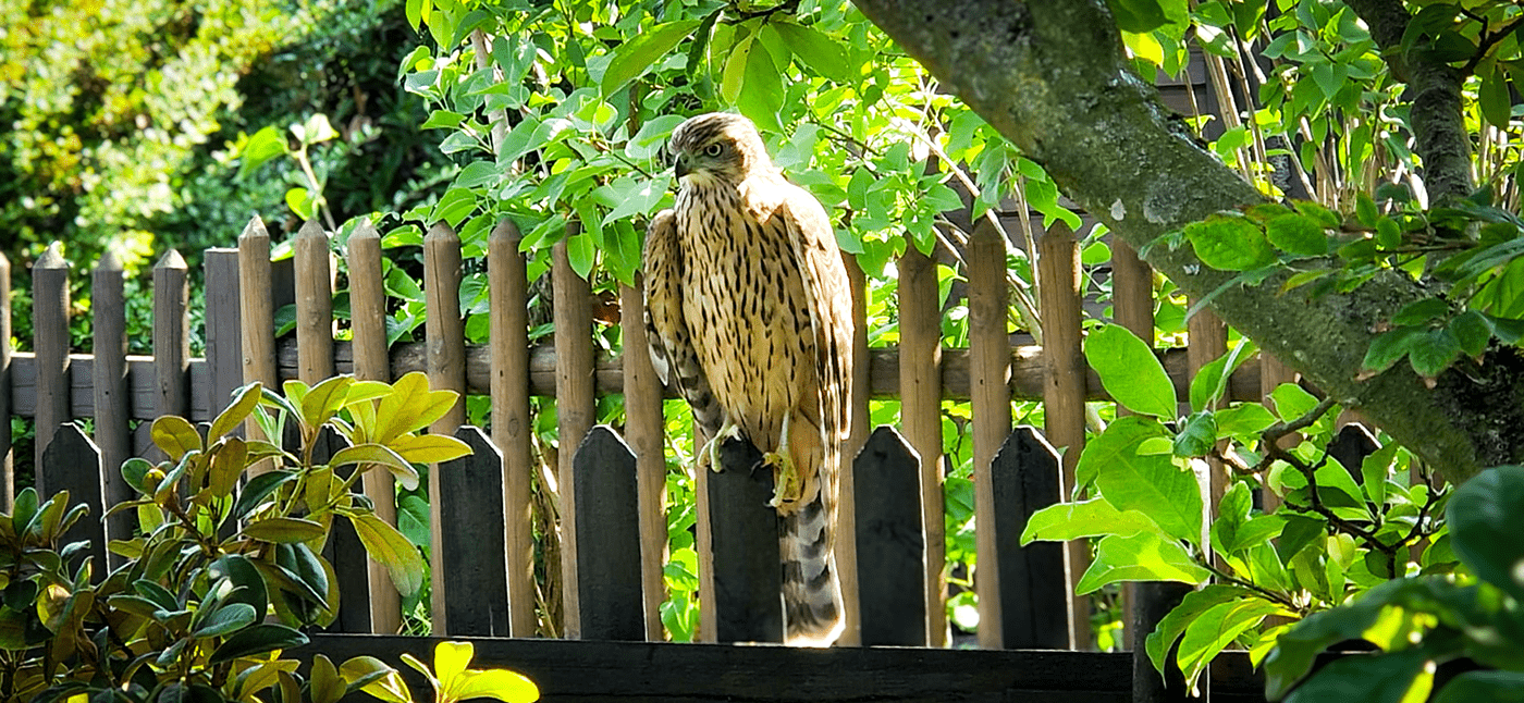 Falke sitzt auf einem Zaun